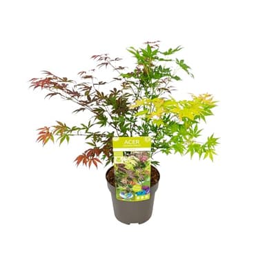 Bloomique - Acer Palmatum 'Festival' - Japanischer Ahorn - 3 farbige Blätter in 1 Pflanze - Gartenpflanzen - Winterhart - ⌀19 cm - 60-70 cm