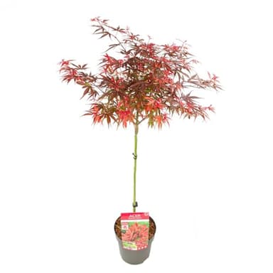 Bloomique - Acer palmatum Shaina - Fächerahorn auf Stamm - Gartenpflanzen - Baum - winterhart - Höhe 80-90 cm - Topf 19 cm