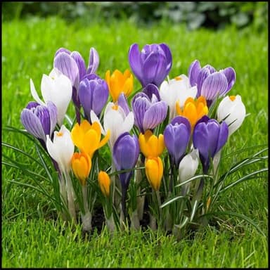 Blumenzwiebel Mix, Mehrjährige Blumenzwiebel ist winterhart, Winterhart zwiebeln, Winterhart pflanzen, Mysteriöse magische Glühbirne-3 Krokusse Zwiebeln Winterhart