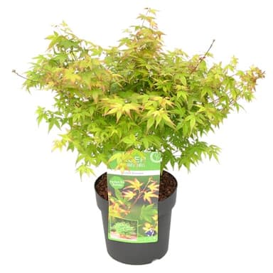 Bloomique - Acer Palmatum Little Princess - Japanischer Ahorn - Gartenpflanzen - Winterhart - Höhe 50-70 cm - Topf 19 cm