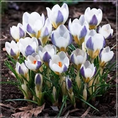 Krokus，Krokusse winterhart mehrjährig, winterhartes Krokus Rhizom, Gartenpflanzung, wächst gut in Behältern, einfache schöne Staude-8 Rhizome-B