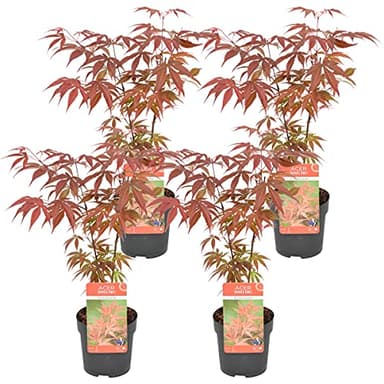 Bloomique - 4er-Set - Acer Atropurpureum - Japanischer Ahorn - Winterharte Pflanzen - Gartenpflanzen Winterhart - Höhe 20-30 cm - Topf 10,5 cm