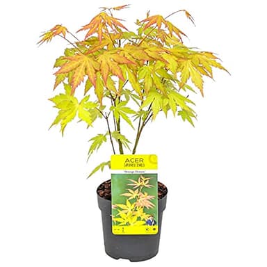 Bloomique - Acer Palmatum Orange Dream - Japanischer Ahorn - Orangefarbenes Laub - Gartenpflanzen - Winterhart - Höhe 20-30 cm - Topf 10,5 cm