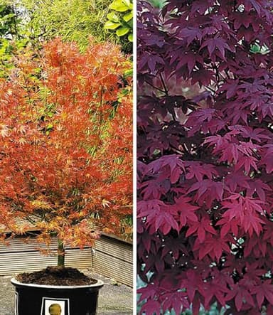 BALDUR Garten 2er Japanische Ahorn Kollektion winterhart, Pflanzen im 12 cm-Topf, Ahornbaum, Fächerahorn, winterhart, pflegeleicht, Acer palmatum, Acer palmatum atropurpureum