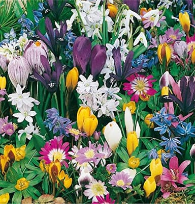 mgc24 Blumenzwiebelmischung zur Verwilderung - 150 Blumenzwiebeln