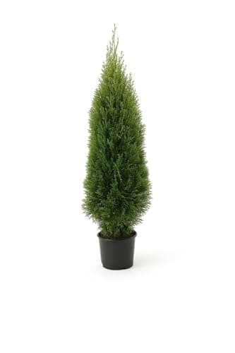 15x Thuja Smaragd 120-150cm im Topf | Immergrüne Lebensbaum Heckenpflanzen | winterhart & schmal | Sichtschutz sofort pflanzbar