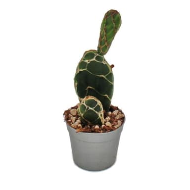 Exotenherz Kobra-Kaktus - Opuntia reticulata "Cobra" - augefallener Ohrenkaktus - 6,5cm Topf
