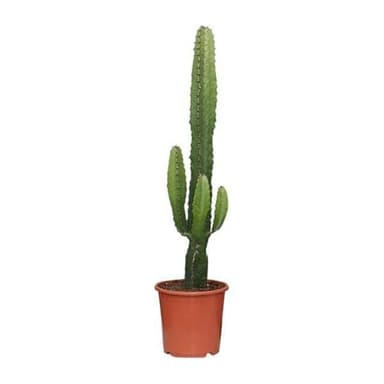 Kaktus-Wolfsmilch – Euphorbia Acrurensis – Zimmerpflanze – Ø17cm – 50cm hoch – Sukkulente mit kerzenähnlichen Stängeln – Pflegeleicht & dekorativ – Halbschatten geeignet