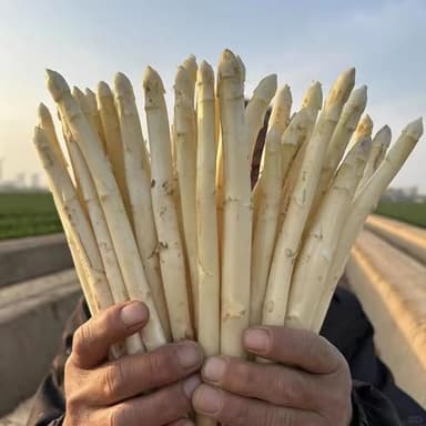 300 pcs Spargel Gemüsesamen exotische pflanzen samen, biosaatgut Spargel Pflanzen Kaufen Samen bio samen gemüse balkonpflanzen samen zimmerpflanzen, alte sorten saatgut gemüsepflanzen,