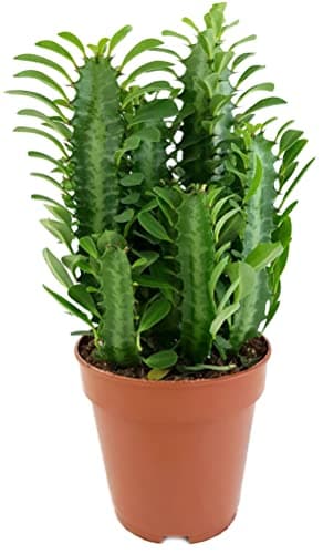 Fangblatt Euphorbia trigona Green - grüne dreikantige Wolfsmilch pflegeleichte Sukkulente ca. 30 cm hoch Zimmerpflanze