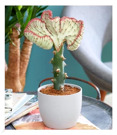 BALDUR Garten Korallenwolfsmilch Cristata, 1 Pflanze, Grünpflanze, mehrjährig - frostfrei halten, pflegeleicht, Wasserbedarf gering, für Standort in der Sonne geeignet, Euphorbia lactea Cristata