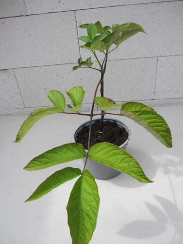 Udo - Japanischer Spargel - Aralia cordata -