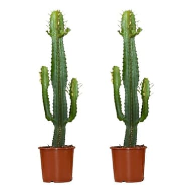 Bloomique - 2er-Set - Euphorbia acrurensis - Wolfsmilch - Kaktus - Zimmerpflanzen - pflegeleicht - 60-70 cm hoch - Topf 17 cm