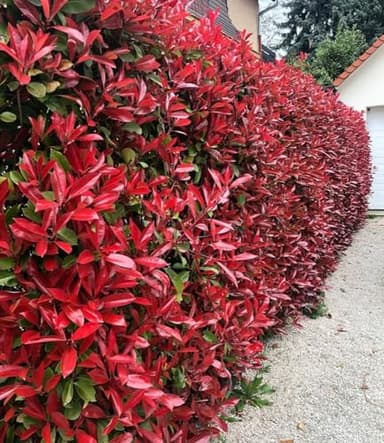 BALDUR Garten 20x Immergrüne Photinia-Hecke 'Red Robin', Pflanzen im 9x9 cm-Topf, Glanzmispel winterhart, blühend, Photinia fraseri 'Red Robin', Photinia fraseri, schnellwachsend