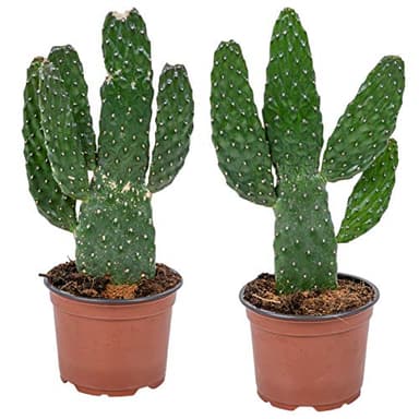 Bloomique - 2er-Set - Opuntia Rubescens - Road Kill Kaktus - Kaktuspflanze - Zimmerpflanzen - 20-30 cm Hoch - Topf 12 cm