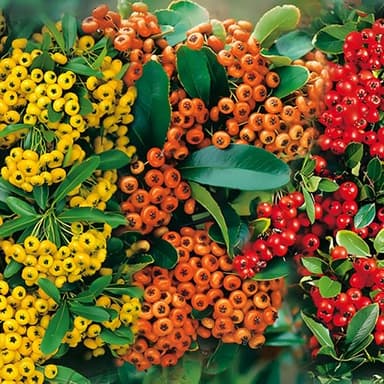Feuerdorn Mischung Rot, Gelb und Orange 3 immergrüne Pflanzen als Sichtschutz-Hecke - Heckenpflanze/Kletterpflanze von Garten Schlüter