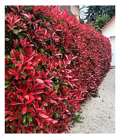 BALDUR Garten 10x immergrüne Photinia-Hecke 'Red Robin', Pflanzen im 9x9 cm-Topf, Glanzmispel winterhart, blühend, Photinia fraseri 'Red Robin', Photinia fraseri, schnellwachsend