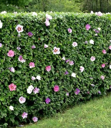 BALDUR Garten 10x Winterharte Hibiskus-Hecke, Pflanzen wurzelballiert, Blüten essbar, bienenfreundlich, Garteneibisch Roseneibisch, Hibiscus Syriacus Blütengehölze Zierstrauch, blühend